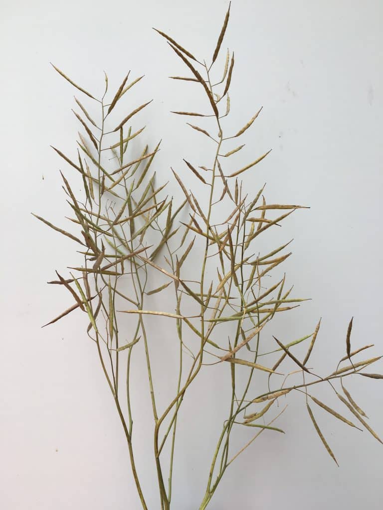 Mature canola plant